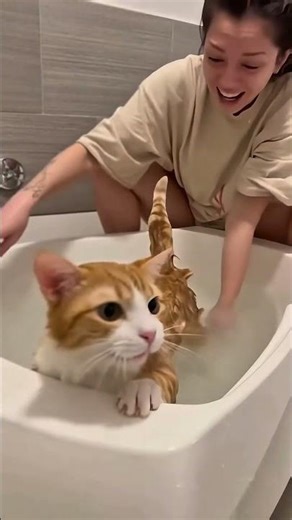 cat farts while being bathed #cat #funnycats #catvideos #catlovers #funnyanimals
