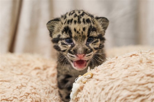 Nashville Zoo celebrates 50th clouded leopard birth