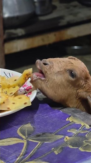 দুষ্টু ছাগল!