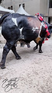 285K views · 1.8K reactions | Massive tri-colored bull exibhiting his strength | Biggest Bulls Photography | Facebook