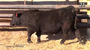 Lot 21: Larges Farms Inc. SimAngus - Annual Bull Sale