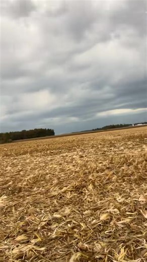 We could definitely use the rain. #farm #harvest25 #corn #fyp #shellin #reelsviralシfb | Jacob Weber