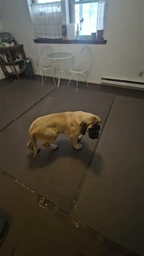 Mastiff Puppy Training 101