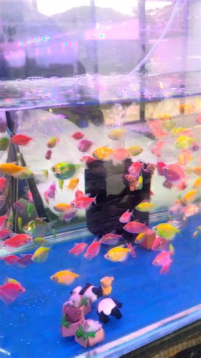Kolathur oranmental fish #fishmarket #kolathurfishmarket #aquarium #aquariumfish #chennai #petlovers