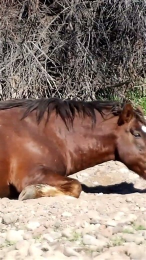 Cute Horse #horse #cute #nature