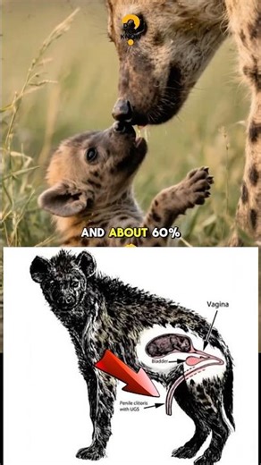 The Most Painful Birth in the Animal Kingdom🥹🥲