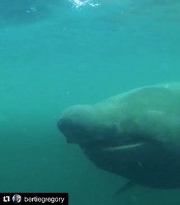 2.3K views · 153 reactions | Amazing close up basking shark video from Bertie Gregory from the summer! Have you ever seen the eye so close!? They have very poor eyesight but a highly developed sense of smell! All to do with feeding on zooplankton!! | Basking Shark Scotland | Facebook