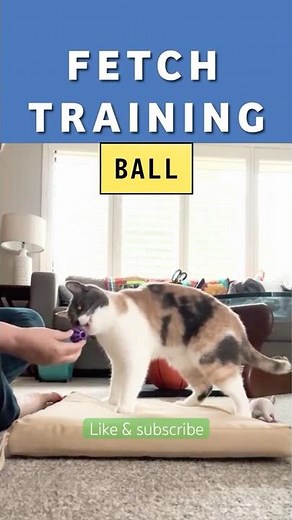 Sunday Starts Learning to Fetch - 2 Methods We Tried 🎾🐾