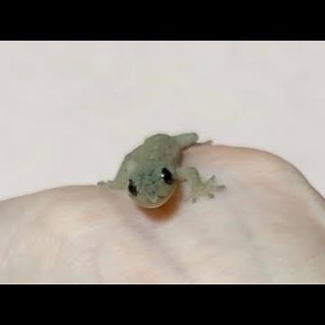 かわいい赤ちゃんヤモリの動画まとめ💛【ニホンヤモリ】【爬虫類】【ペット】