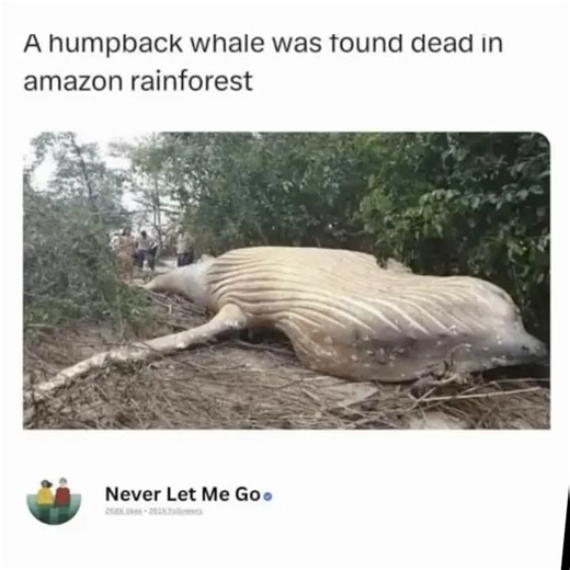 Whale found dead in Amazon Rainforest