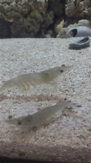 Ghost Walker #shrimp #naturelovers #nature #aquarium #ghostshrimp #aquariumfish #naturelovers