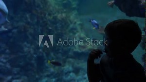 Exotic fish swim in an aquarium in blue water. Lots of fish swimming and feeding in a clean clear huge aquarium. Сhild watches the fish. Meditation and relaxation. Stock Video