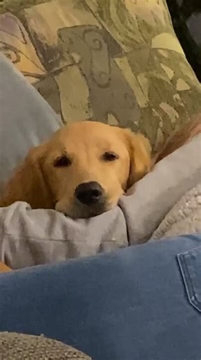 Dog Innocently Gazes at Food While Stuck Beside Sleeping Woman