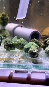 They're so cute 🥺 Baby lumpfish ❤️ #thelazyaquarist #fishreels #fishvideos #fishkeeping #lumpfish | The Lazy Aquarist