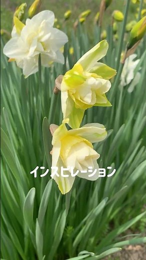 八重咲き水仙〜豪華な水仙の花#flowers #花 #水仙