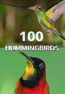 100 Hummingbirds (2021)
