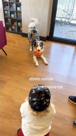 Border Collie - 2 yaş çocuk oyunu 🫠🫶🏻 | #bordercollie #dogshorts