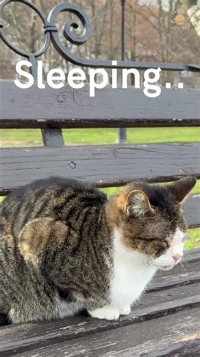 Creating New Project Mood or Energy-Saving Cat 😼 | Sleeping or Thinking? #shorts