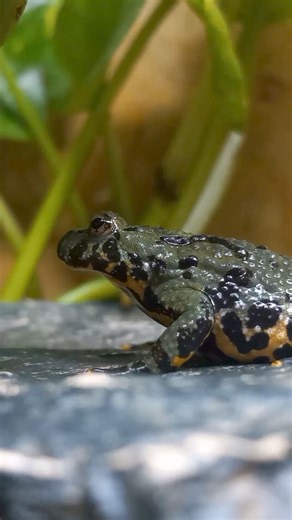 We have Fire belly Toads in stock! #firebellytoads #toad #omgsocute | Twin Cities Reptiles, Inc