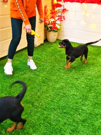 هدية السنة الجديدة لكل عشاق الكلاب