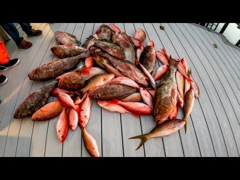 The Most Popular Saltwater Fish in the Gulf (Red Grouper Catch & Cook)