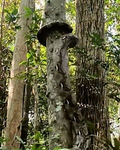 Reticulated Python Climbs a Tree