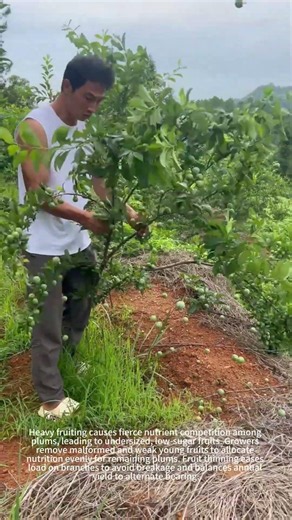 Why thin fruit on dense plum trees?🍒
