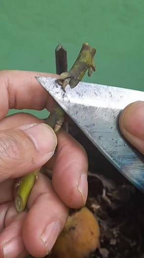 145K views · 1.2K reactions | Simple easier grafting technique for beginner, could be aplied to every kind of plant. #fblifestyle #fblifestyle #grafting #graftingtechnique #graftingplant | Grafting Techniques | Facebook