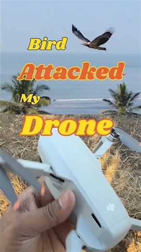Aggressive Bird Attacks Drone Mid-Flight #shorts #wildlife #fail