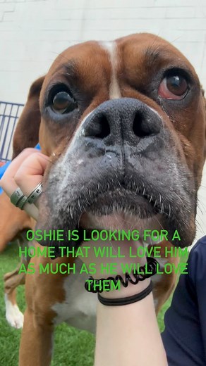 Adopt A Boxer Rescue on Instagram: "Oshie lost his home, he was a stray to the shelter. He is a sweet, loving little guy. Shelter staff reports him to be 2-3yrs of age, friendly with other dogs and unfazed by cats. He is waiting in boarding for a loving family. We are so in love with little Oshie. They just don’t get any sweeter than him💖 Long Island, NY #shelterdogsofinstagram #shelterdog #rescueme #boxersofinstagram #boxersofig #fosterme #boxerrescue #rescuesofinstagram #adoptfosterrescue #bo
