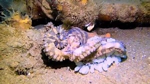 The female blue-ringed octopus carries its 50-100 eggs, called it’s “clutch”, around for two months in a brood “basket” formed by her arms & web until they hatch, never eating, and dies shortly afterwards ⁣ ⁣ 🔍 The baby blue ring’s hatch smaller than a pea and walk around on the sea floor hunting within a day! Sometimes eating each other ⁣ ⁣ (so thank your brother or sister for not eating you 😅) ⁣ ⁣ 🥚 🔄🐙 What’s incredible is that the hatchlings will reach sexual maturity in just four months