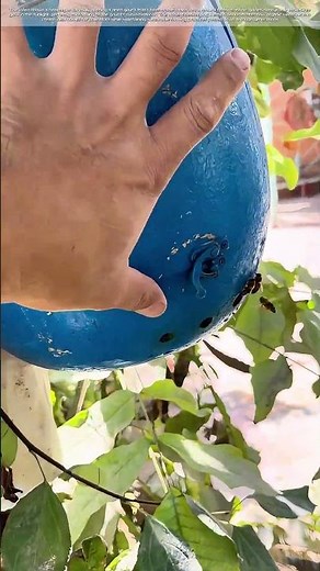 Nature's Perfect Hive: How Traditional Beekeepers Use Gourds