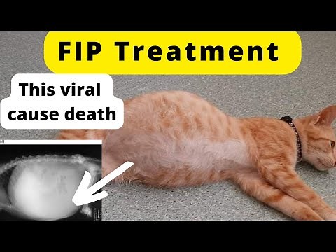 feline infectious peritonitis (FIP) Causes, Symptoms & Treatment || Animalia Dot Pk