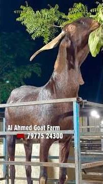 Royal Goat Farm (Bangalore) Ka Big Khassi Bakra at Al Ahmed Goat Farm Mumbai
