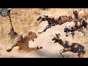 Leopard vs Wildebeest: Battle to the Death on the Savannah #naturedocumentary | Wildlife documentary