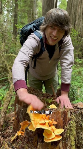 How Native Mushrooms Help The Tallest Trees In The World Thrive - Old Growth Redwood Forest