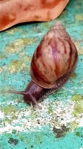 snails run faster