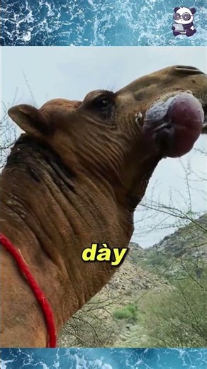 ăn vậy mà không đau à ?