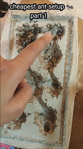 Cheapest Ant Setup Ever! 🐜💰 | DIY Formicarium for Beginners #shorts #antkeeping 🔥