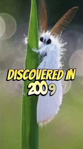 This ‘Poodle Moth’ Looks Too Cute to Be Real… But It Is! #poodle #moth #animals #shorts #wildlife