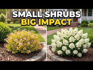 ZERO PRUNING! 7 Dwarf Shrubs That Won't OVERGROW Your Garden