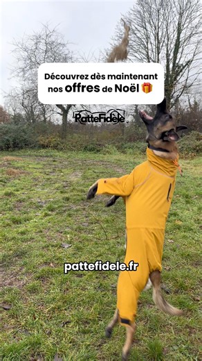 Découvre nos manteaux sur https://pattefidele.fr/products/manteau-chien-impermeable-chaud-integral 🛍️ 🎁 Jusqu’à -47% sur nos pack de Noël #hiverchien #confortchien #manteauchien #manteaupourchien #froidchien | PatteFidele