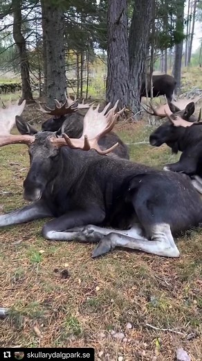 #moosefoto #bullmoose #sweden #moose