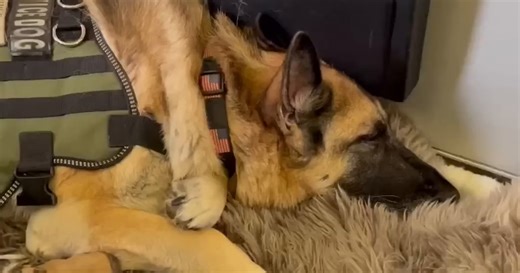 Service dog's final flight - Video