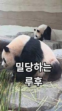 내실로 들어오라는 할부지와 밀당하는 루후 #루이바오 #후이바오 #luibao #huibao #세컨하우스 #cutepanda #에버랜드판다