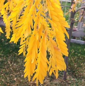 Shademaster Honeylocust Tree | Buy at NatureHills.com