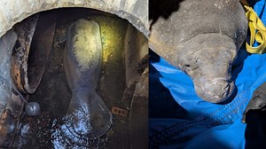 Manatee trapped in storm drain near Florida beach rescued