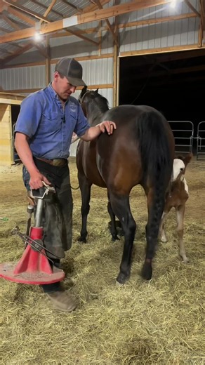 Farrier ASMR: Horse Hoof Care & Animal Welfare