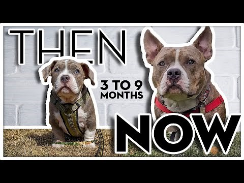 American Bully Puppy Transformation | Pocket Bully PupDate 3 to 9 Months Old Growth Stages