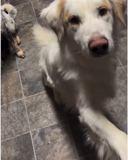 11K views · 212 reactions | Handsome, charming, and oh-so-lovable –...